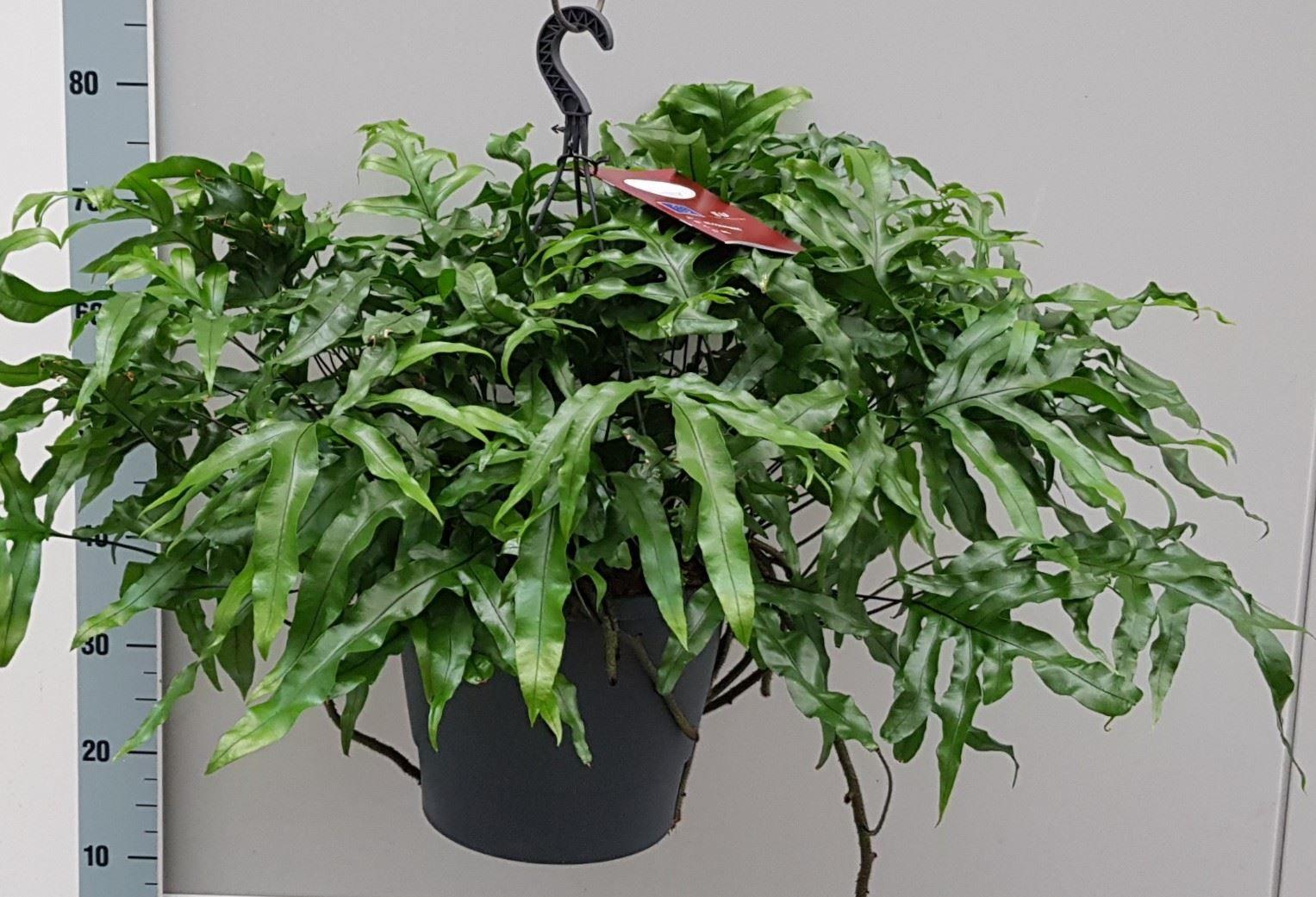 Горшечные цветы и растения оптом Microsorum Diversifolium от 1шт из Голландии с доставкой по России