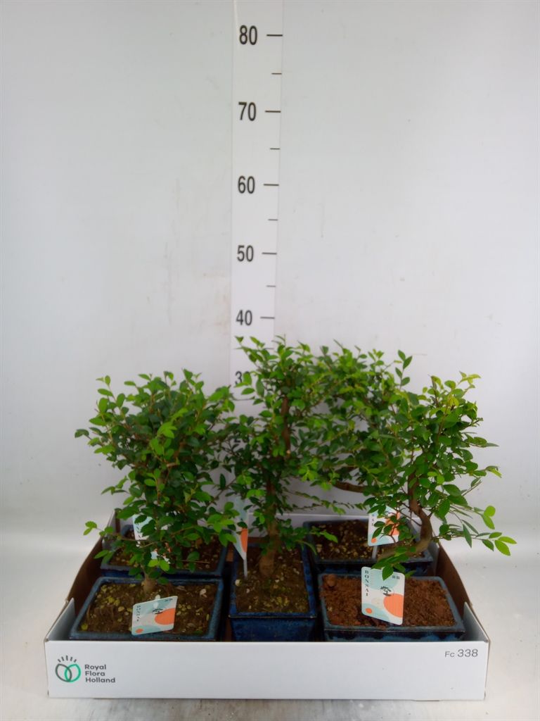 Горшечные цветы и растения оптом Bonsai   ... от 5шт из Голландии с доставкой по России