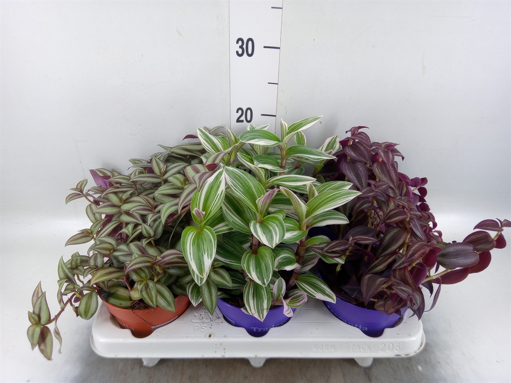 Горшечные цветы и растения оптом Tradescantia   ...mix от 6шт из Голландии с доставкой по России