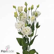 Срезанные цветы оптом Lisianthus do alissa white от 50шт из Голландии с доставкой по России