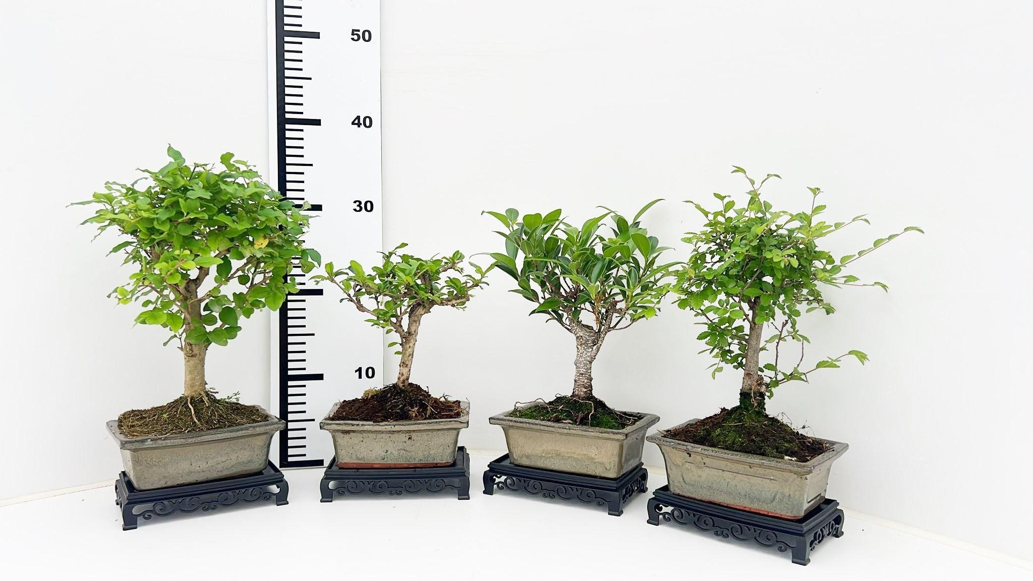 Горшечные цветы и растения оптом Bonsai Mix,with Table от 10шт из Голландии с доставкой по России