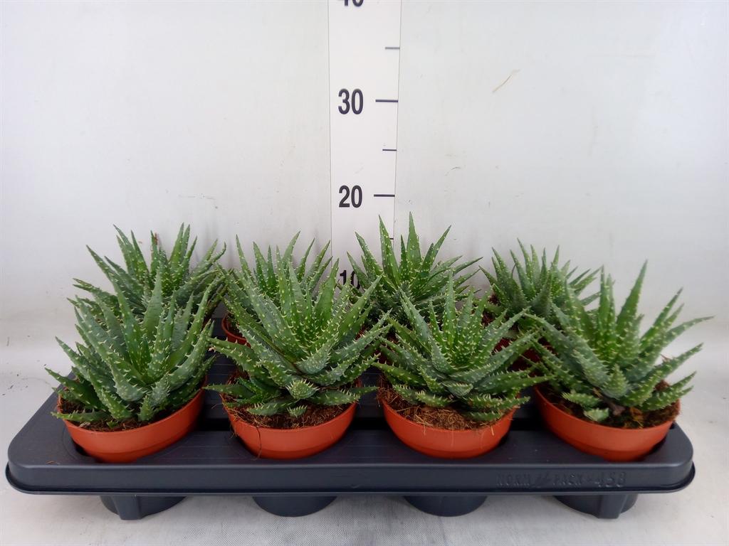 Горшечные цветы и растения оптом Aloe от 8шт из Голландии с доставкой по России