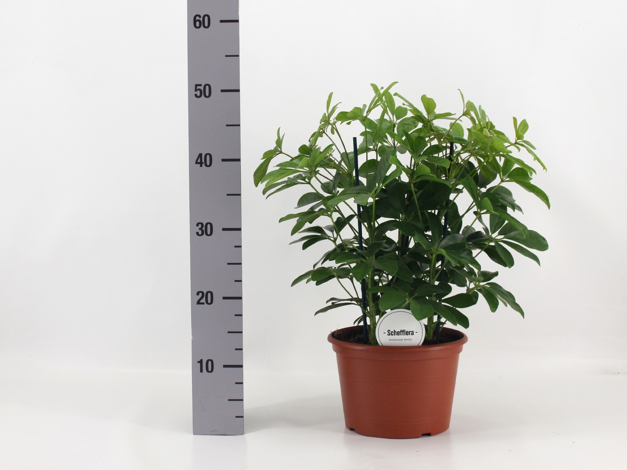 Горшечные цветы и растения оптом Schef Ar Nora от 1шт из Голландии с доставкой по России