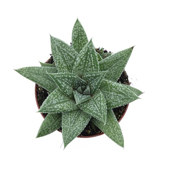 Горшечные цветы и растения оптом Gasteria Blue Moon от 12шт (для телеги) из Голландии с доставкой по России