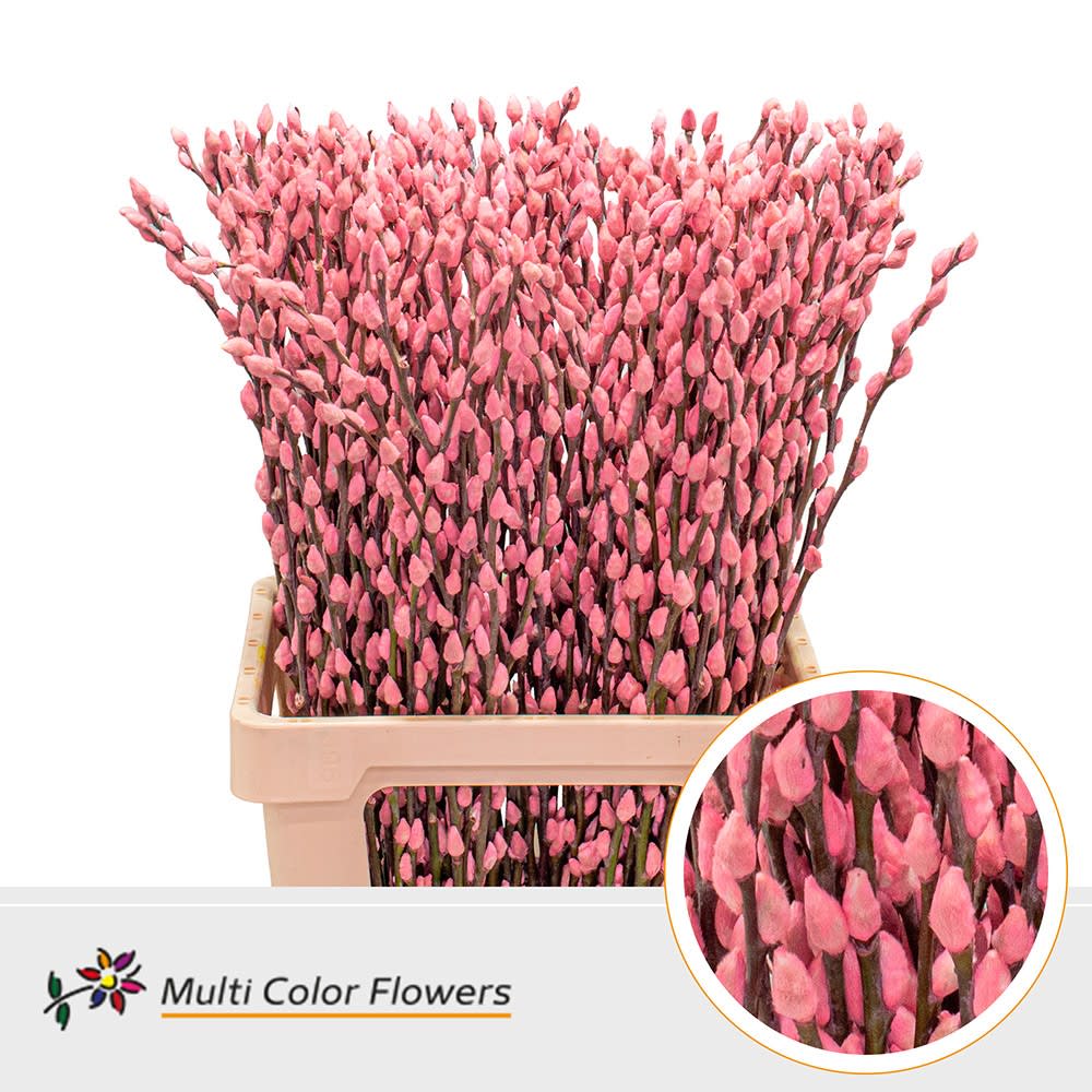 Срезанные цветы оптом Salix paint pussy willow pink light A от 200шт из Голландии с доставкой по России