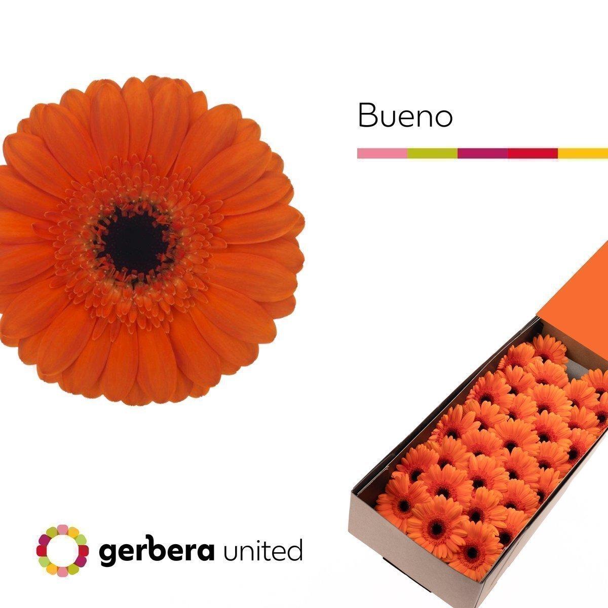 Срезанные цветы оптом Germini bueno от 30шт из Голландии с доставкой по России