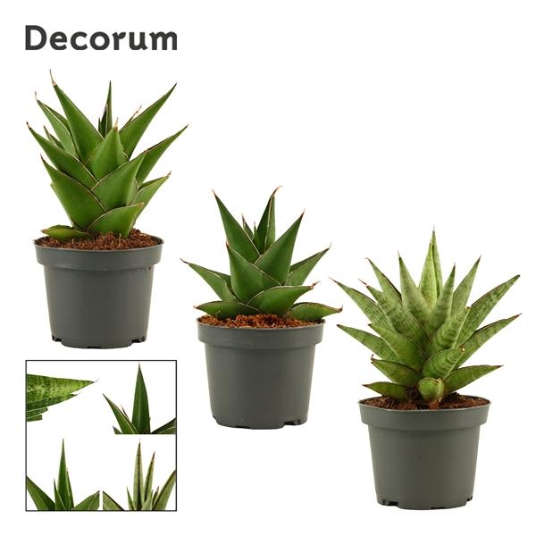 Горшечные цветы и растения оптом Sansevieria Crown Mix (decorum) от 18шт (для телеги) из Голландии с доставкой по России