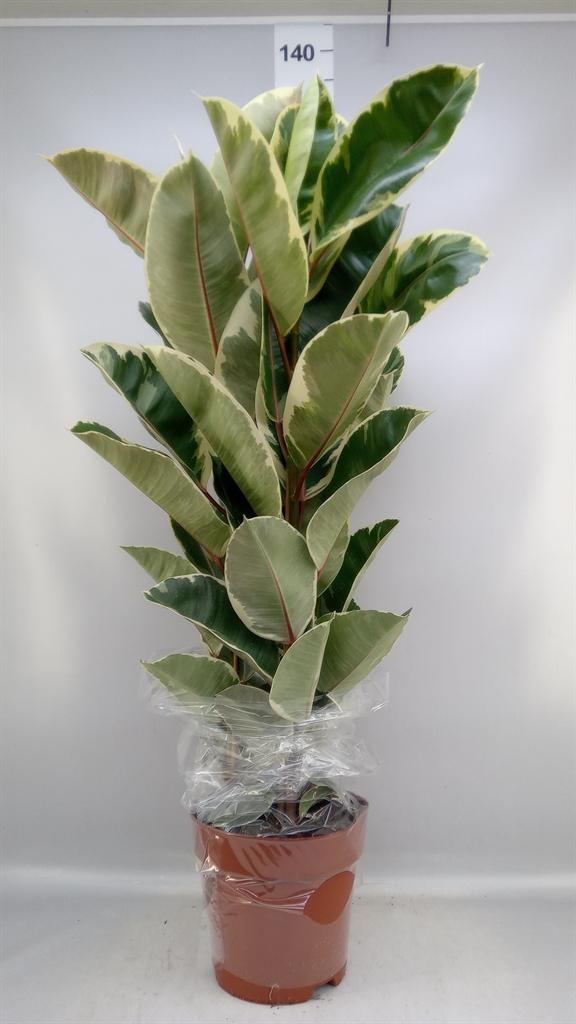 Горшечные цветы и растения оптом Ficus Elastica tineke от 1шт из Голландии с доставкой по России
