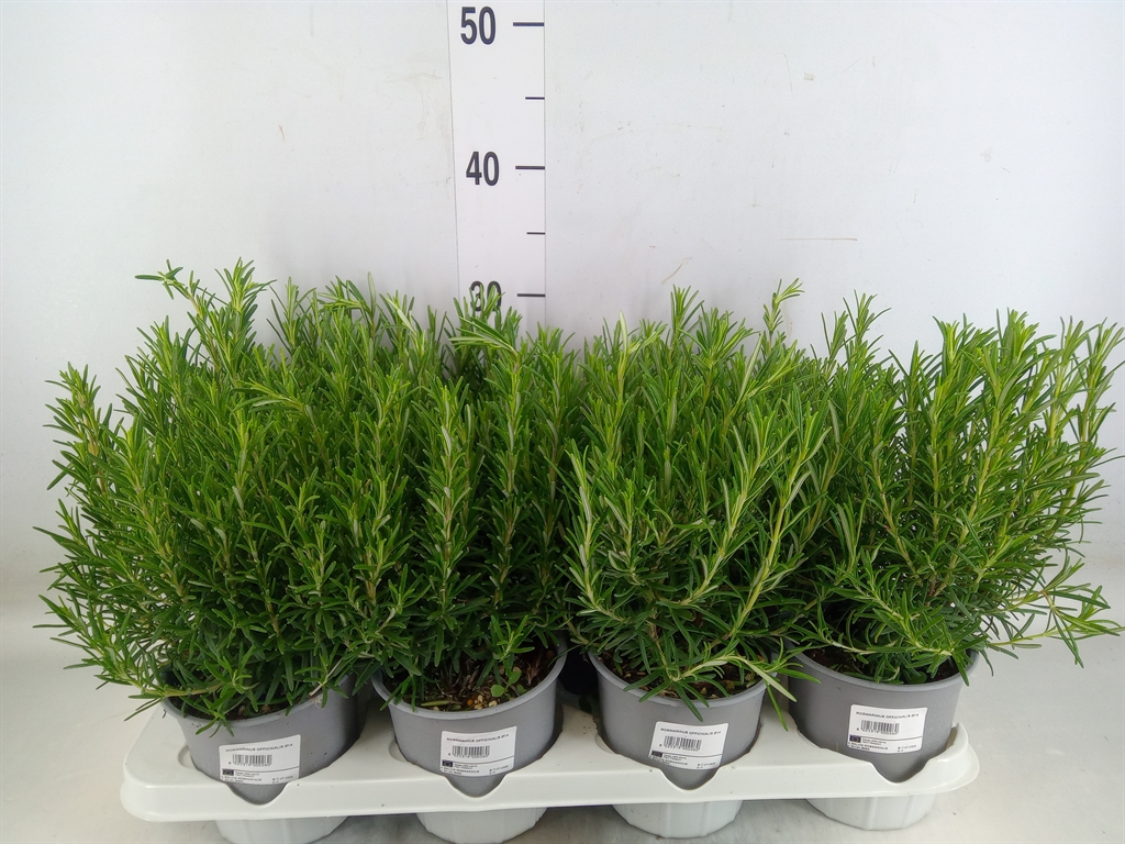 Горшечные цветы и растения оптом Rosmarinus Offi.   ... от 8шт из Голландии с доставкой по России