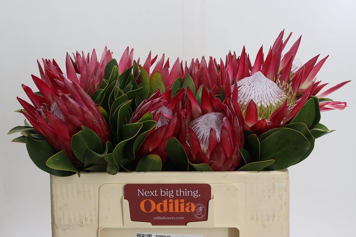 Срезанные цветы оптом Protea king madiba от 10шт. из Голландии с доставкой по России