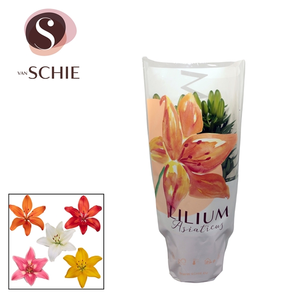 Горшечные цветы и растения оптом Lilium As Mix 2pp от 9шт из Голландии с доставкой по России Горшечные цветы и растения оптом Lilium As Mix 2pp от 9шт из Голландии с доставкой по России