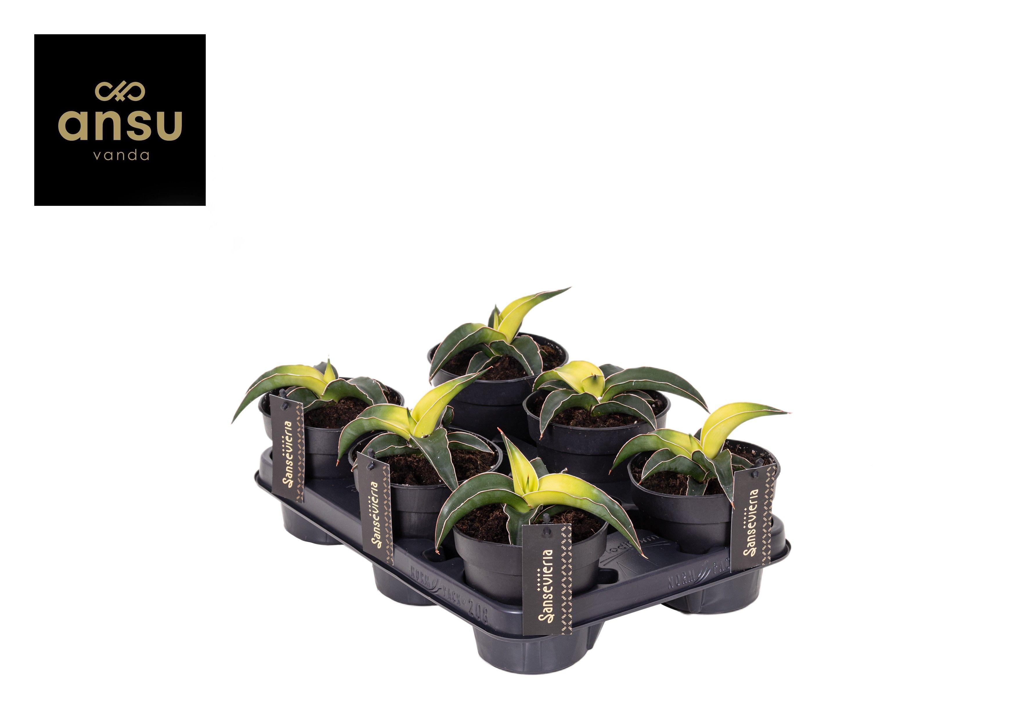 Горшечные цветы и растения оптом Sansevieria Star Canary от 10шт из Голландии с доставкой по России