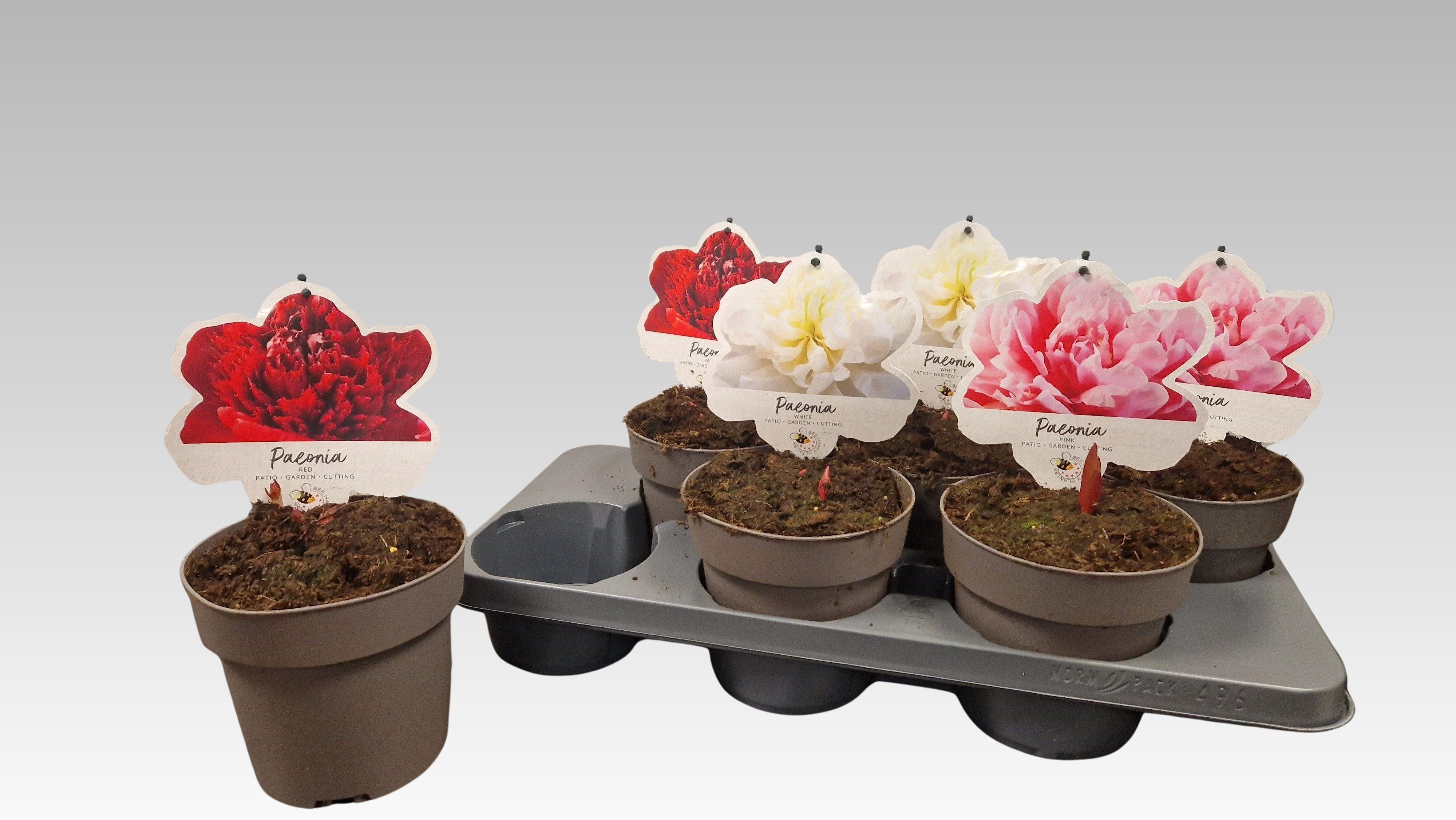 Горшечные цветы и растения оптом Paeonia L Gem от 6шт из Голландии с доставкой по России