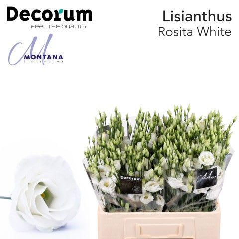Срезанные цветы оптом Lisianthus do rosita white от 80шт из Голландии с доставкой по России