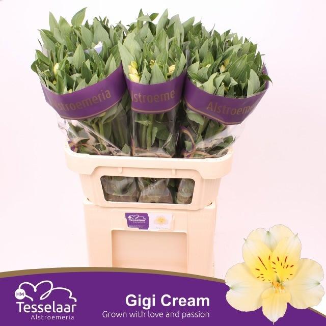 Срезанные цветы оптом Alstroemeria gigi cream от 60шт. из Голландии с доставкой по России
