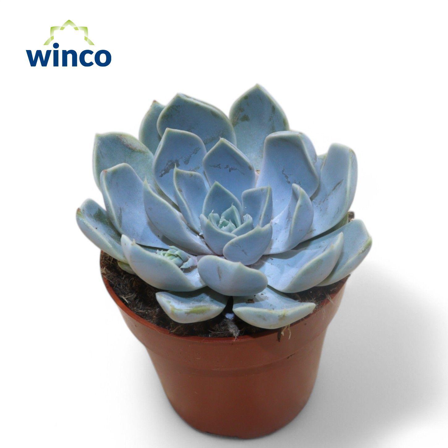 Горшечные цветы и растения оптом Echeveria Snowbunny от 18шт (для телеги) из Голландии с доставкой по России