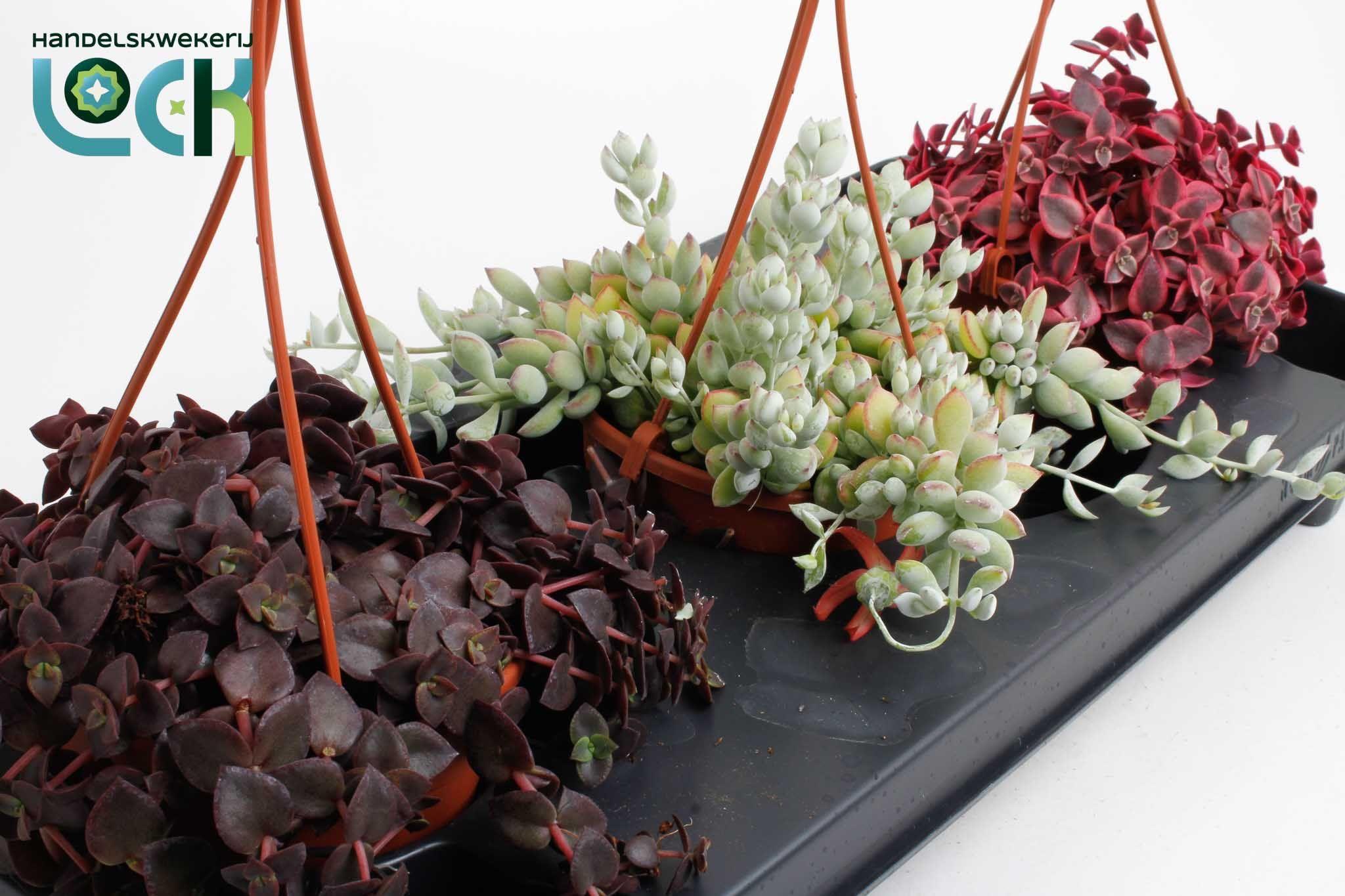 Горшечные цветы и растения оптом Crassula Marginalis Mix от 3шт из Голландии с доставкой по России