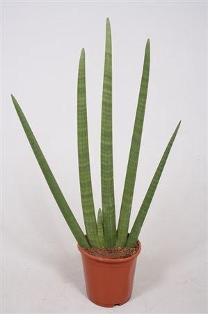 Горшечные цветы и растения оптом Sansevieria Cylindricahandshake от 5шт из Голландии с доставкой по России