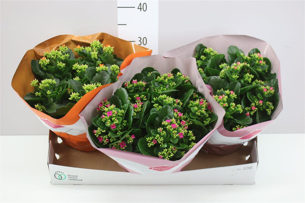 Горшечные цветы и растения оптом Kalanchoe Bl Gemengd от 3шт из Голландии с доставкой по России