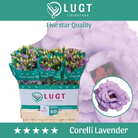 Срезанные цветы оптом Lisianthus do corelli lavender от 140шт.. из Голландии с доставкой по России