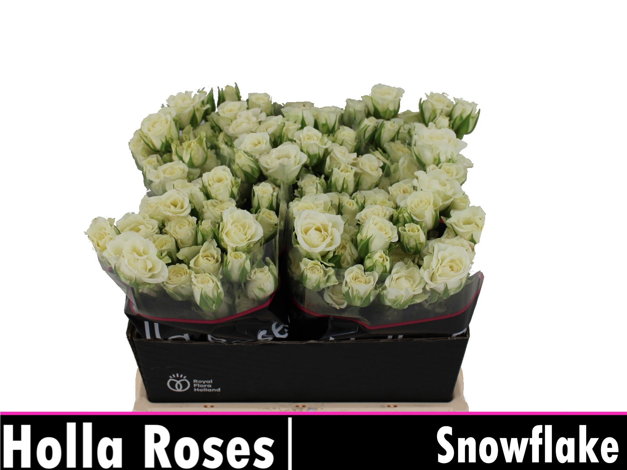 Срезанные цветы оптом Rosa spray snowflake от 60шт. из Голландии с доставкой по России