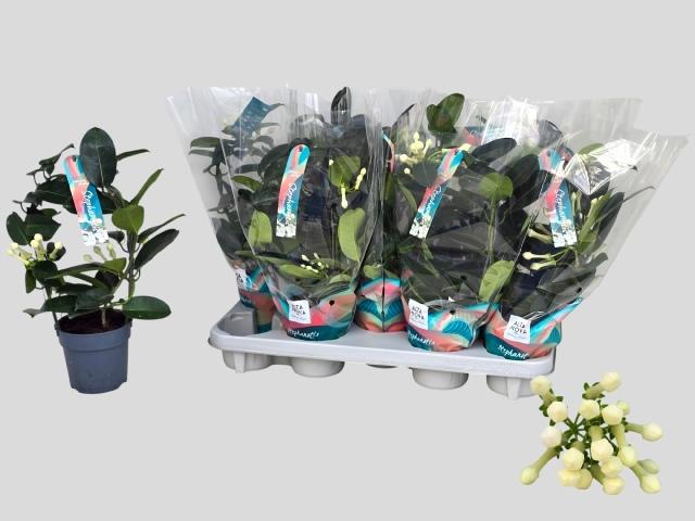 Горшечные цветы и растения оптом Steph Fl Ov от 9шт' из Голландии с доставкой по России Горшечные цветы и растения оптом Steph Fl Ov от 9шт' из Голландии с доставкой по России