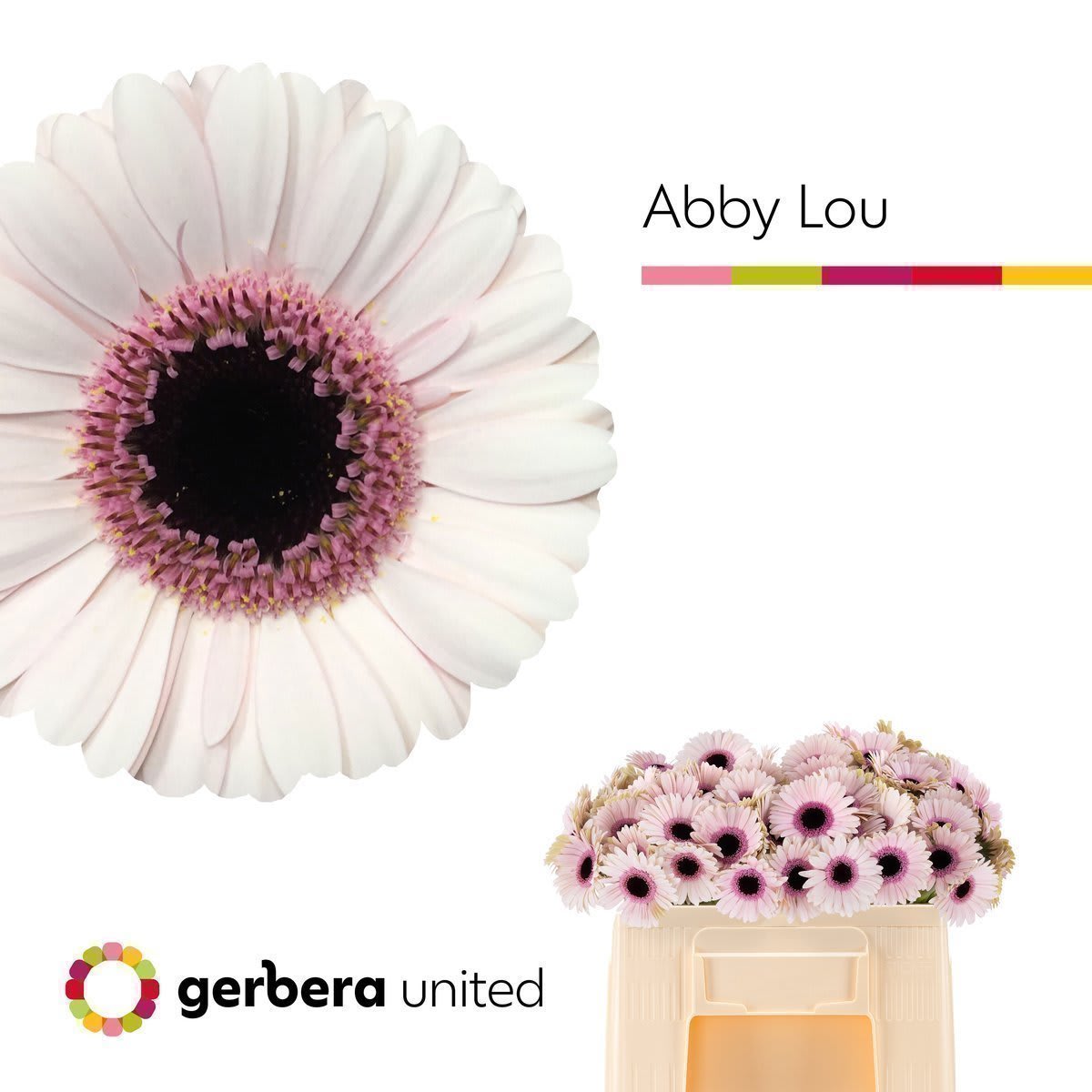 Срезанные цветы оптом Germini abby lou от 80шт. из Голландии с доставкой по России