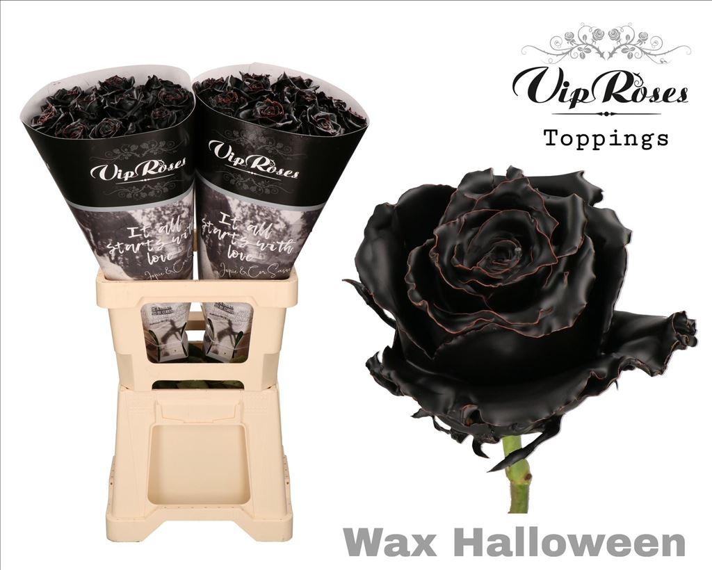 Срезанные цветы оптом Rosa large wax halloween от 20шт из Голландии с доставкой по России