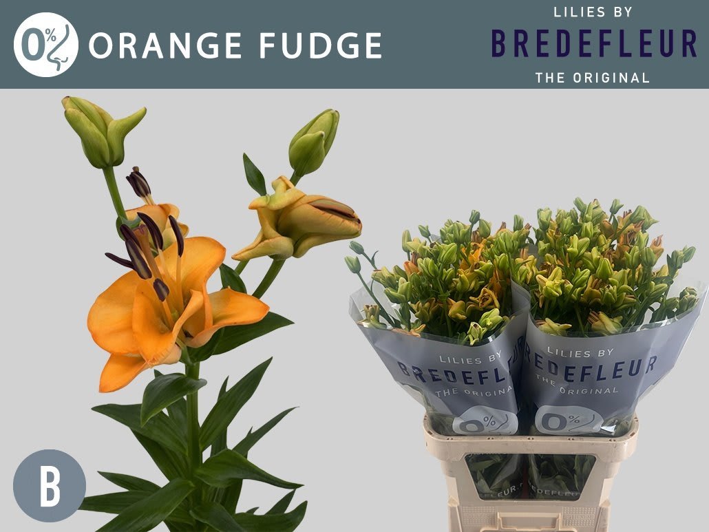 Срезанные цветы оптом Lilium la orange fudge от 60шт. из Голландии с доставкой по России