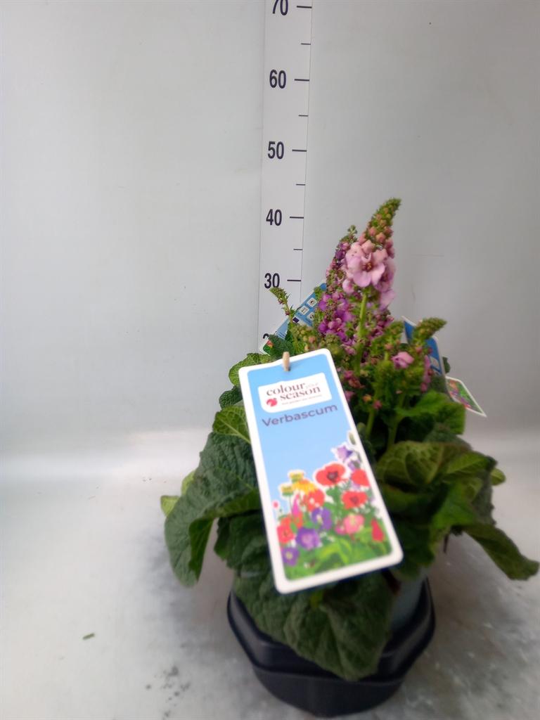 Горшечные цветы и растения оптом Verbascum Phoeniceum от 3шт из Голландии с доставкой по России