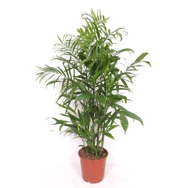 Горшечные цветы и растения оптом Chamaedorea Seifrizii от 1шт из Голландии с доставкой по России