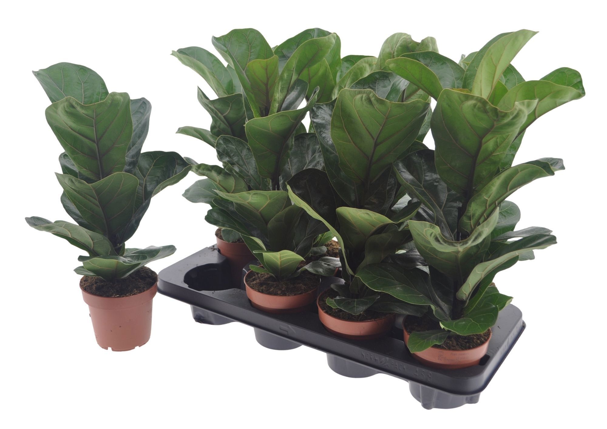 Горшечные цветы и растения оптом Ficus Lyrata Bambino от 8шт из Голландии с доставкой по России