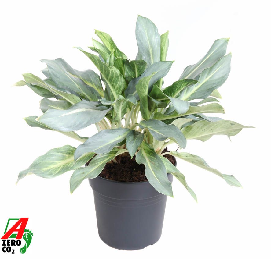 Горшечные цветы и растения оптом Aglaonema Ghost от 1шт из Голландии с доставкой по России