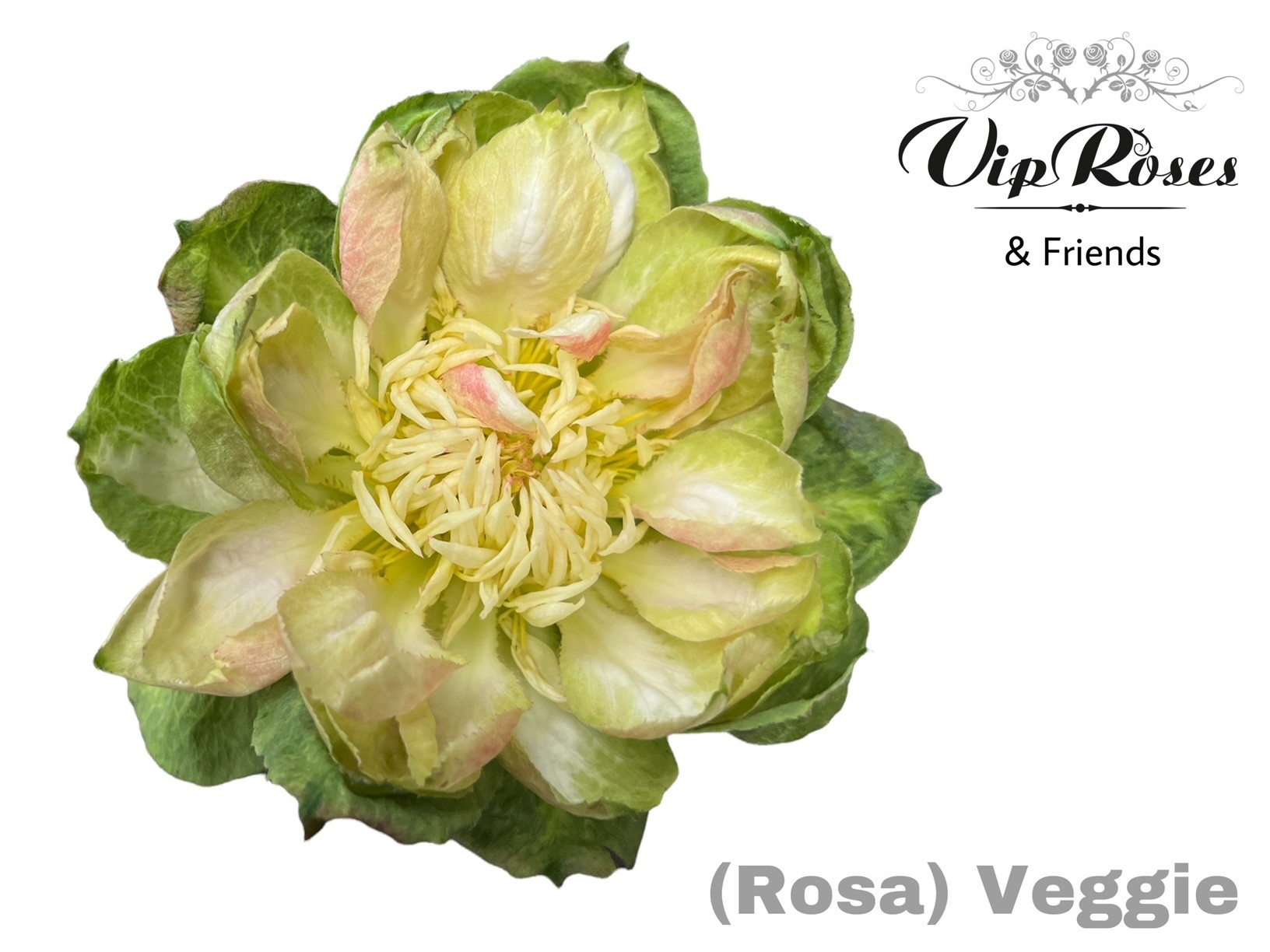 Срезанные цветы оптом Rosa large paint veggie от 25шт из Голландии с доставкой по России