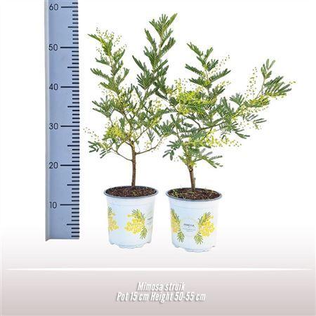 Горшечные цветы и растения оптом Acacia Mimosa Bush от 6шт из Голландии с доставкой по России