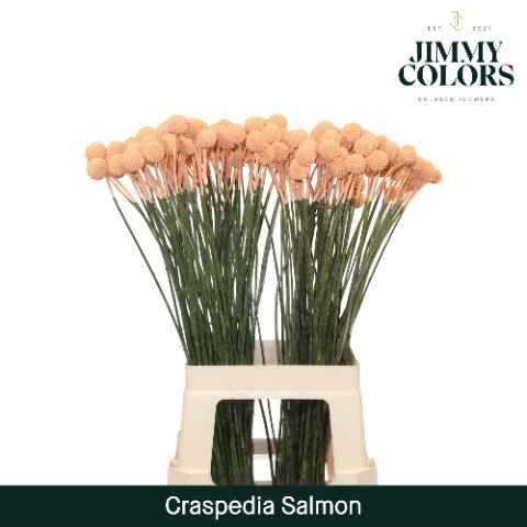 Срезанные цветы оптом Craspedia paint salmon от 50шт из Голландии с доставкой по России