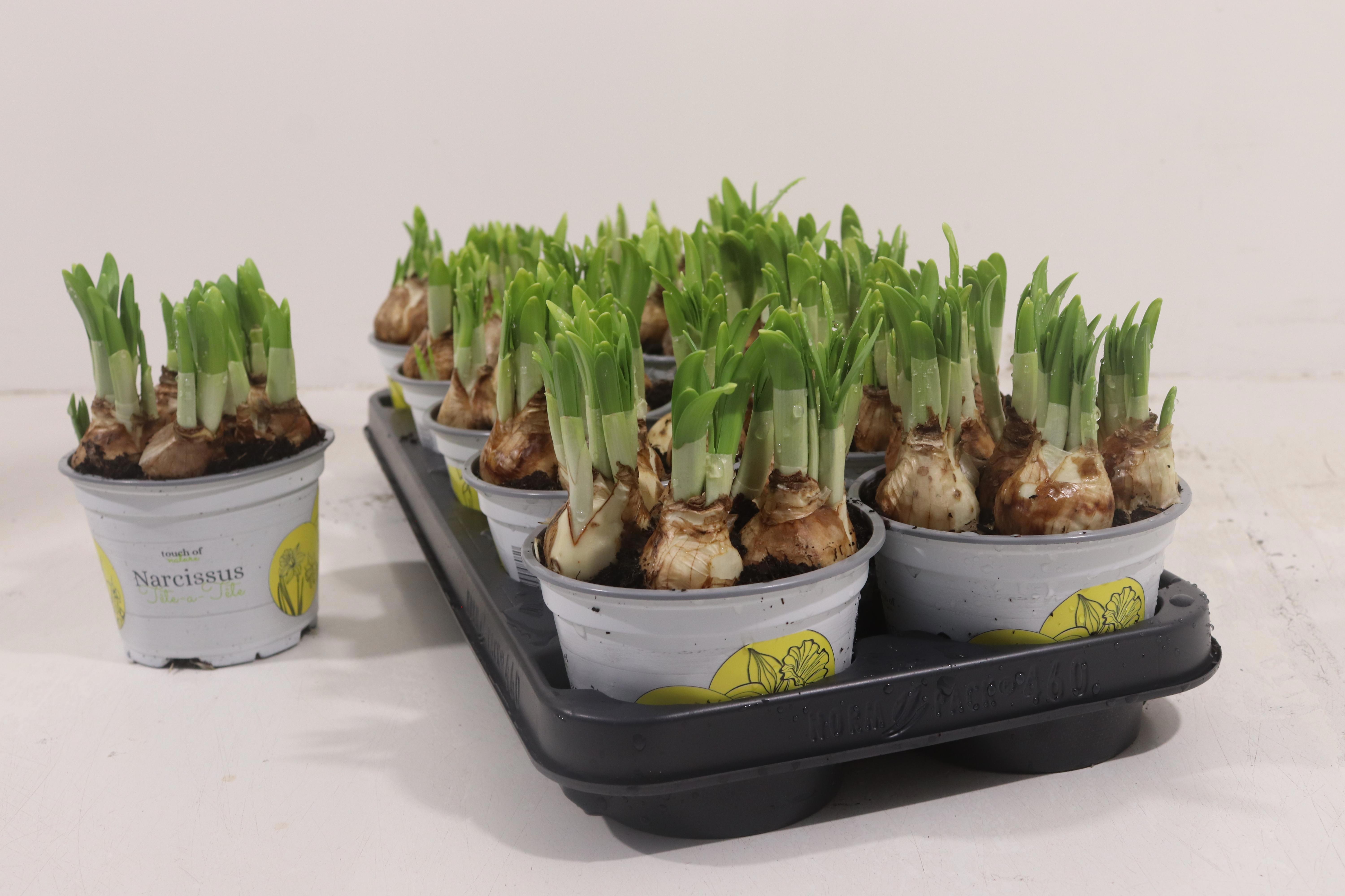 Горшечные цветы и растения оптом Narc O Tete A Tete от 10шт из Голландии с доставкой по России