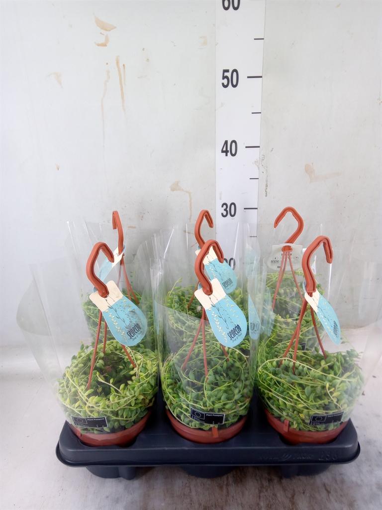 Горшечные цветы и растения оптом Senecio   ... от 6шт из Голландии с доставкой по России