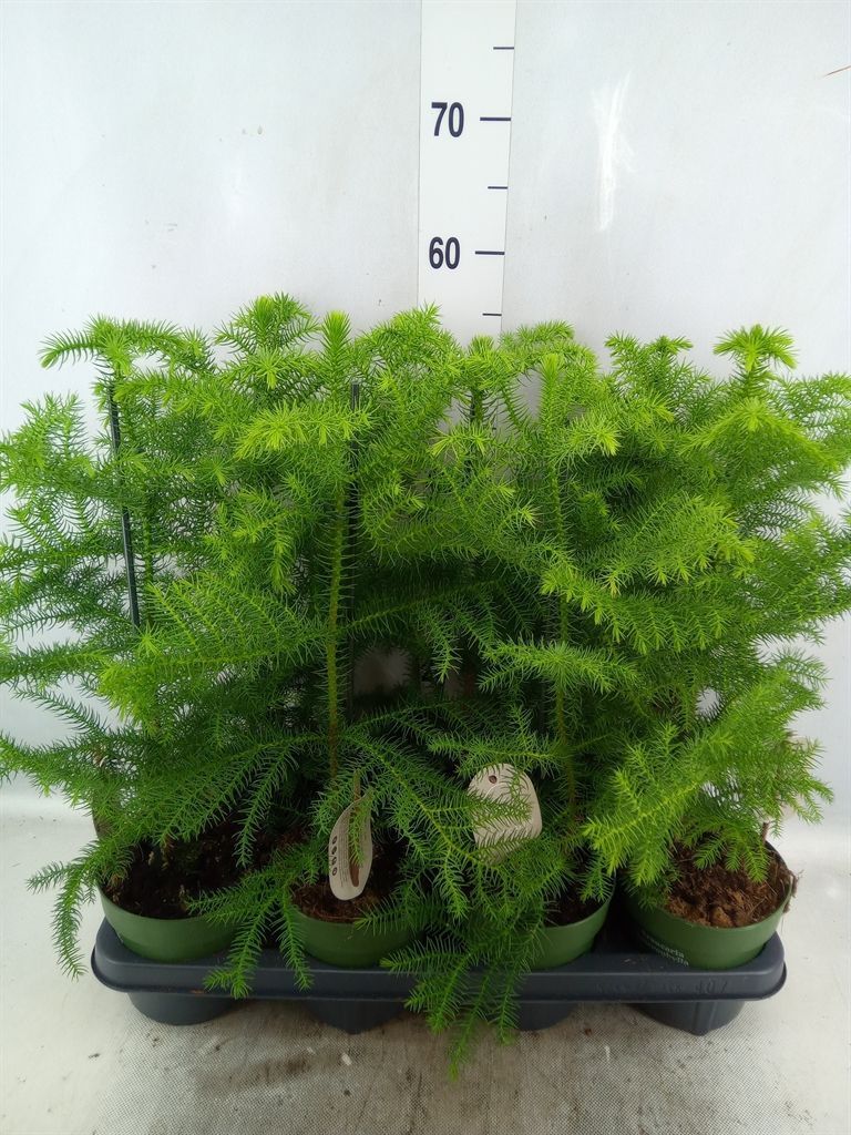 Горшечные цветы и растения оптом Araucaria Heterophylla от 7шт из Голландии с доставкой по России