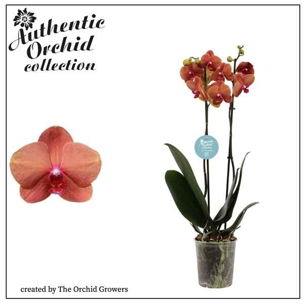 Горшечные цветы и растения оптом Phal 2st Surf Song Authentic 12+ (orchid Growers) от 10шт из Голландии с доставкой по России
