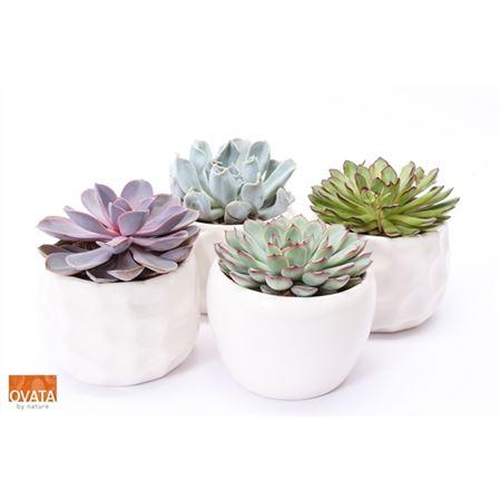 Горшечные цветы и растения оптом Echeveria Gemengd In Delhi от 4шт из Голландии с доставкой по России