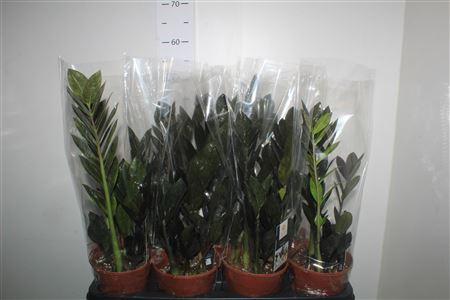 Горшечные цветы и растения оптом Zamio Raven 3+ Black от 7шт из Голландии с доставкой по России