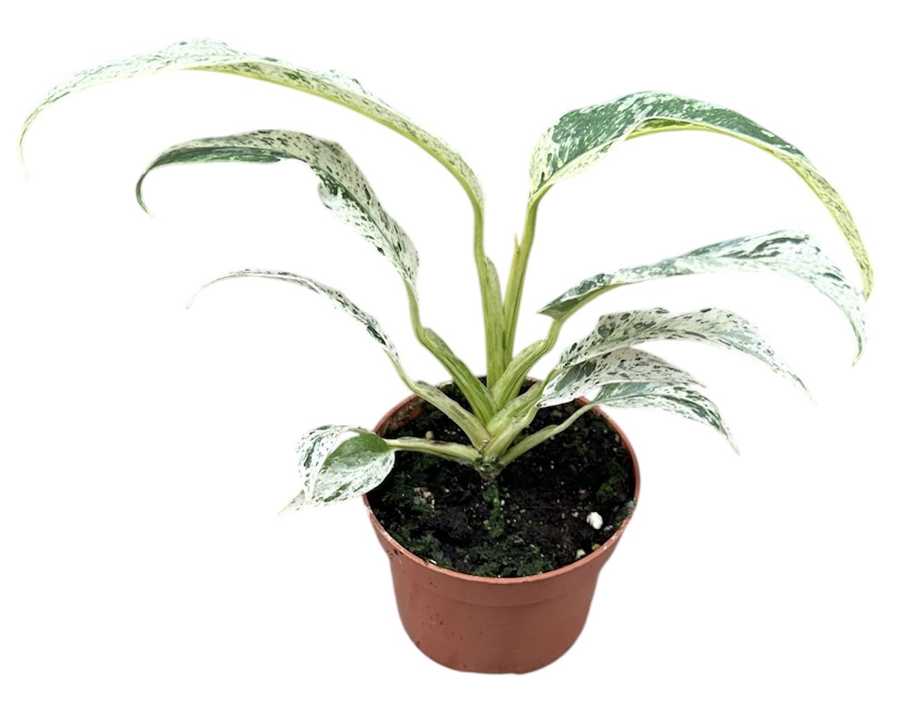 Горшечные цветы и растения оптом Rhaphidophora Puberula Variegata от 1шт из Голландии с доставкой по России