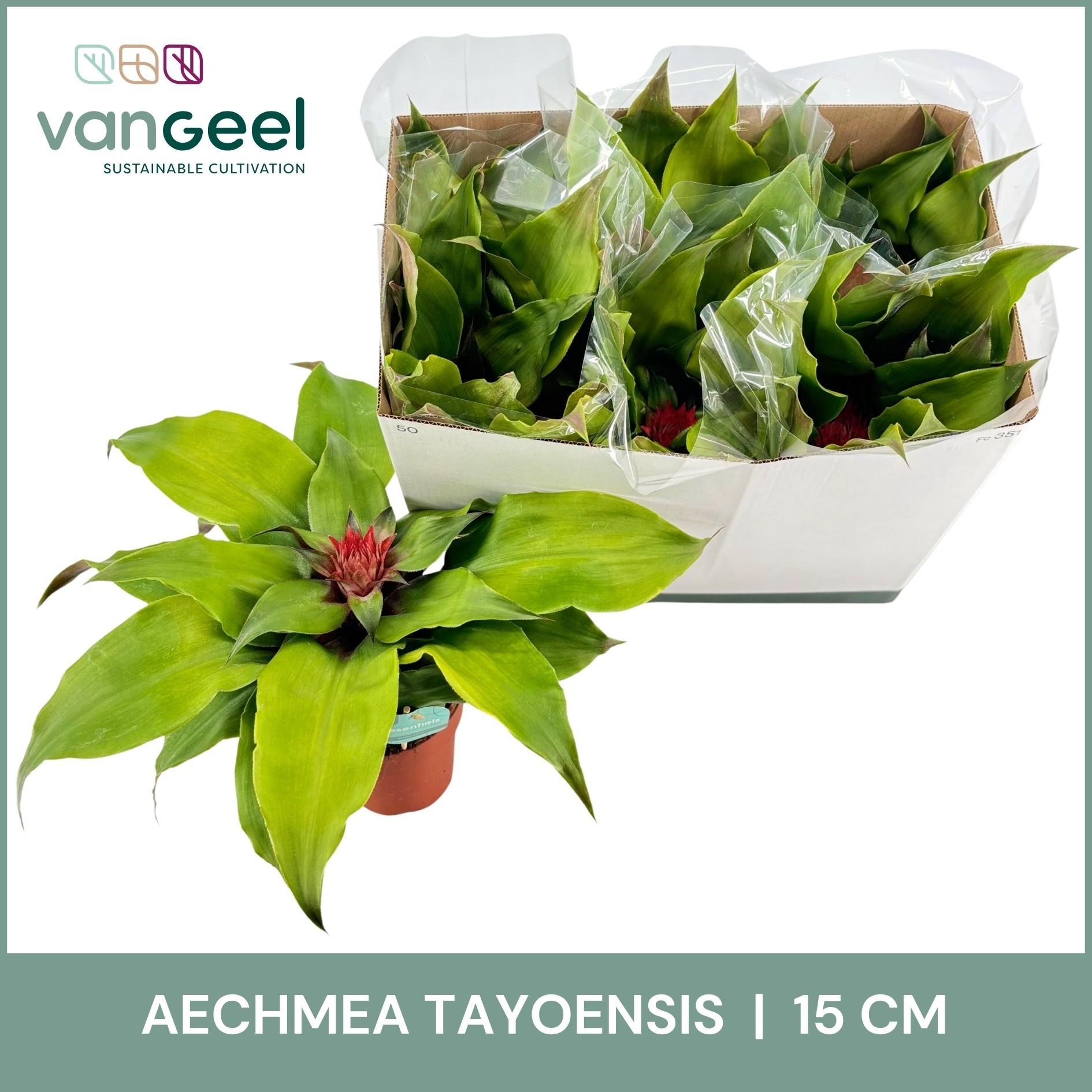 Горшечные цветы и растения оптом Aech Tayoensis от 6шт из Голландии с доставкой по России