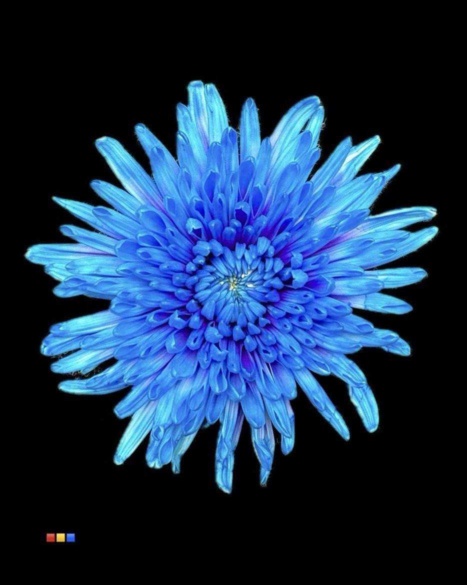 Срезанные цветы оптом Chrys bl paint topspin blue lagoon от 60шт из Голландии с доставкой по России