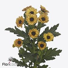 Срезанные цветы оптом Chrys sa yin yang golden от 225шт из Голландии с доставкой по России