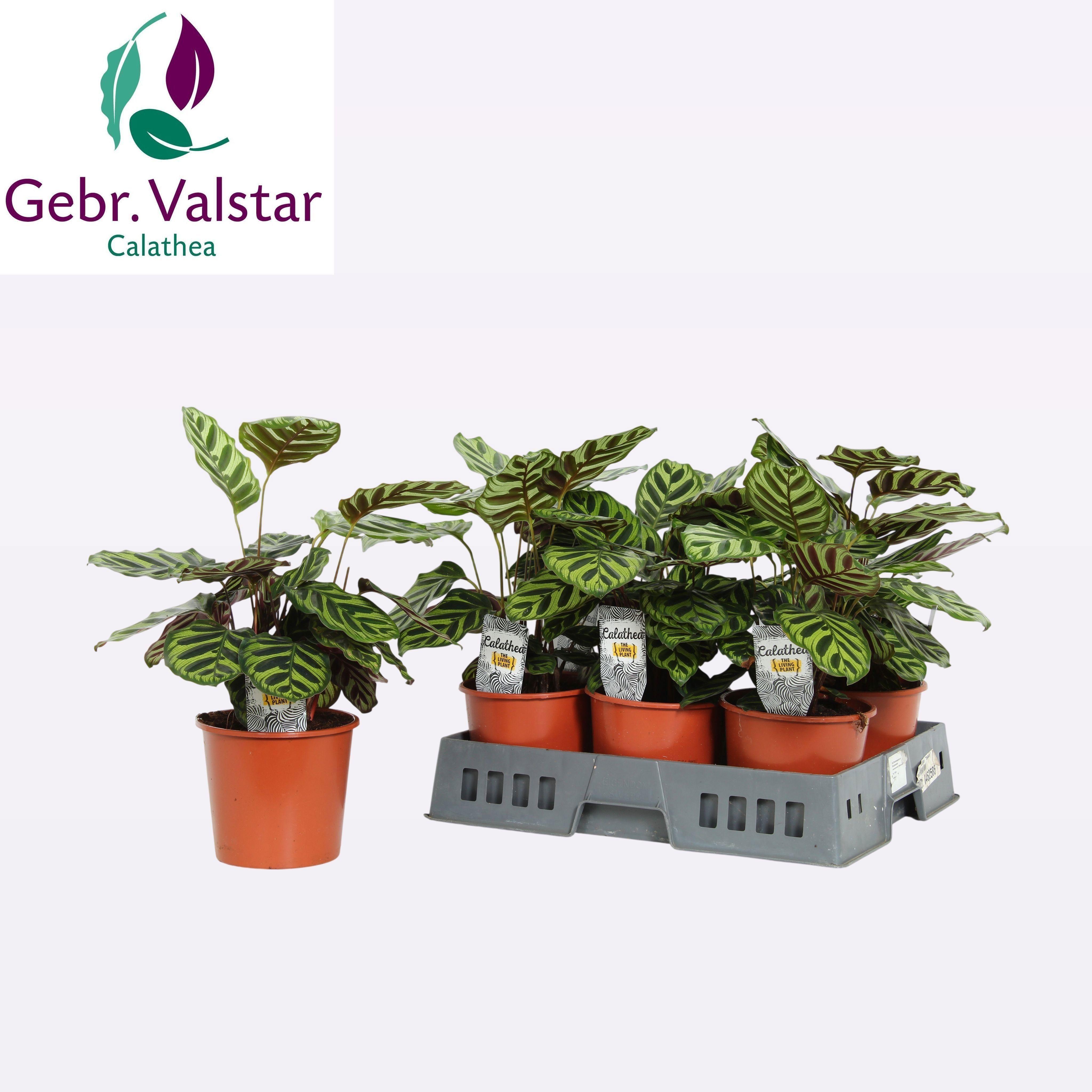 Горшечные цветы и растения оптом Calat Makoyana от 6шт из Голландии с доставкой по России