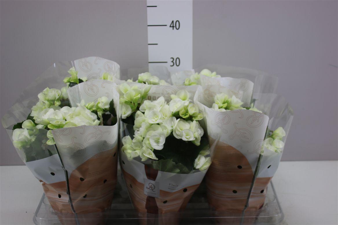 Горшечные цветы и растения оптом Begonia Hl Wit от 6шт (для телеги) из Голландии с доставкой по России