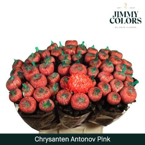 Срезанные цветы оптом Chrys bl paint antonov pink от 40шт из Голландии с доставкой по России