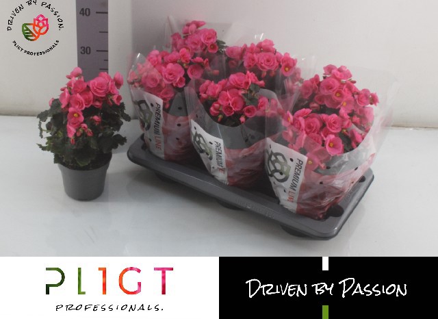 Горшечные цветы и растения оптом Beg Hl Adonia Pink от 6шт (для телеги) из Голландии с доставкой по России